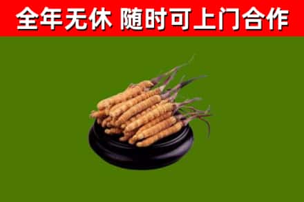 青神回收冬虫夏草
