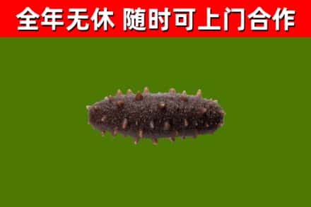 青神回收海参干